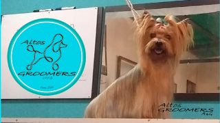 cursos peluqueria canina caracas Altosgroomers A & G