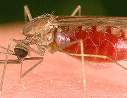 Malaria en Venezuela